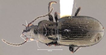 Media type: image;   Entomology 31306 Aspect: habitus dorsal view